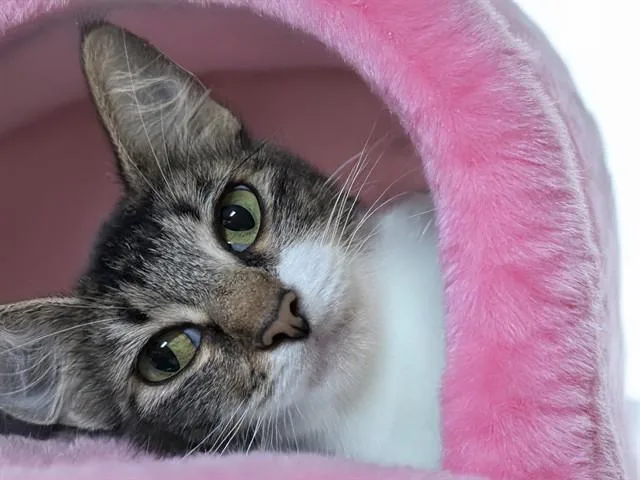 An adult medium-sized female Domestic Short Hair cat named London for adoption in Fort Lauderdale, FL