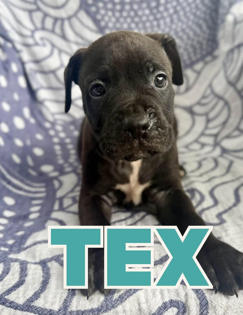 A baby large-sized male Boxer dog named Tex for adoption in Shalimar, FL