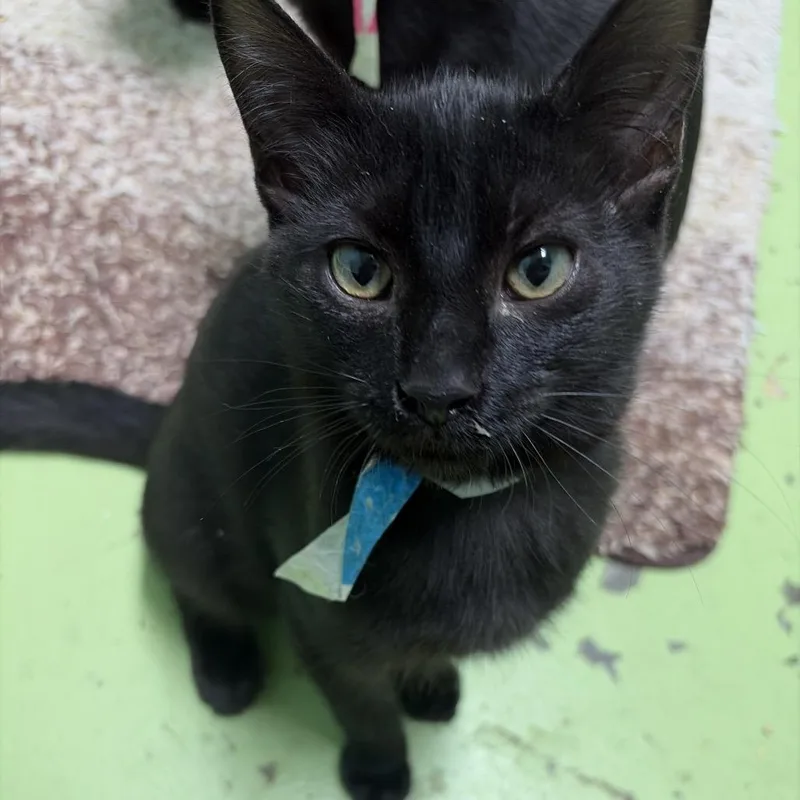 A baby small-sized male Black Domestic Short Hair cat named Steve for adoption in Melrose, FL