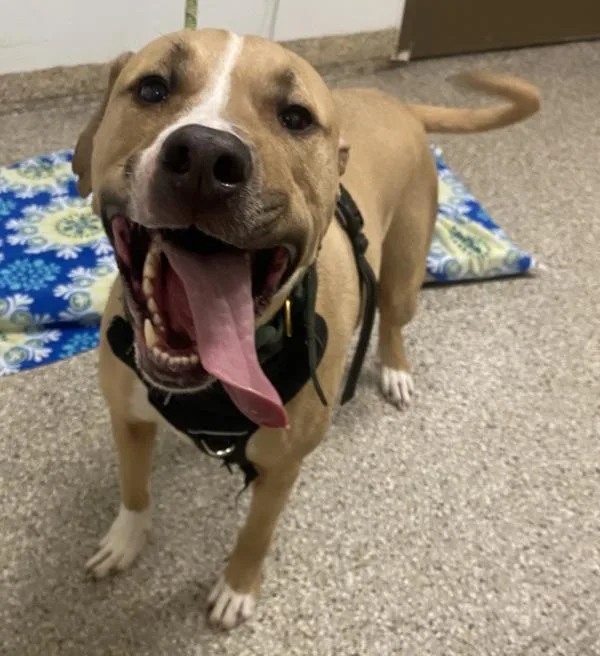 An adult large-sized male Labrador Retriever dog named Rebel for adoption in Vancouver, WA