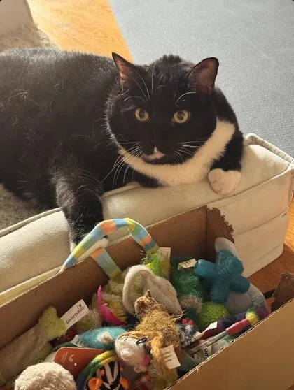 An adult extra large-sized male Domestic Short Hair cat named Hunter for adoption in Morton Grove, IL