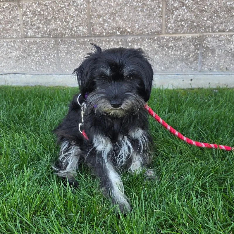 An adult small-sized female Schnauzer dog named Kona for adoption in Great Falls, MT