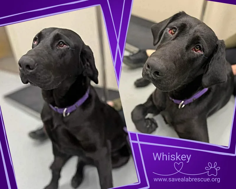 A young large-sized male Black Labrador Retriever dog named Whiskey for adoption in Middletown, RI