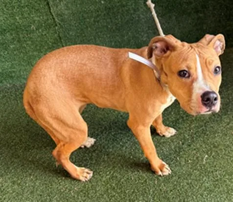 A young small-sized female Pit Bull Terrier dog named Laurie for adoption in Lancaster, CA