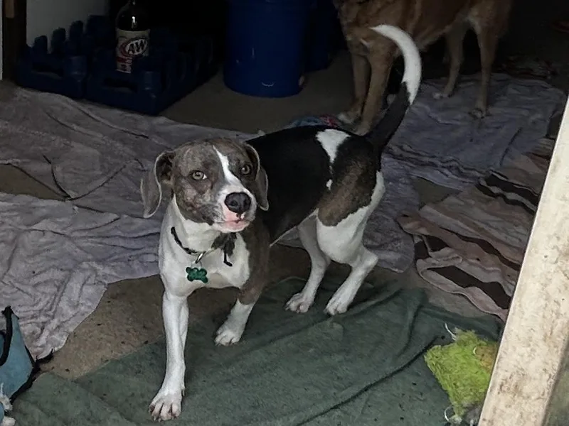 An adult medium-sized female Beagle dog named Susie for adoption in Aurora, IL