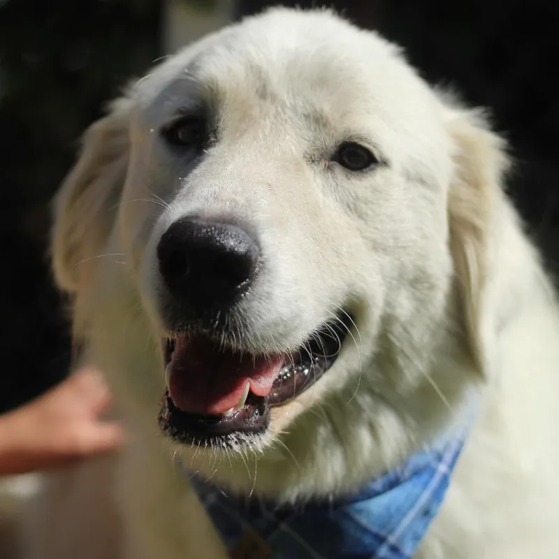 An adult large-sized female White / Cream Great Pyrenees dog named Alice for adoption in Starkville, MS