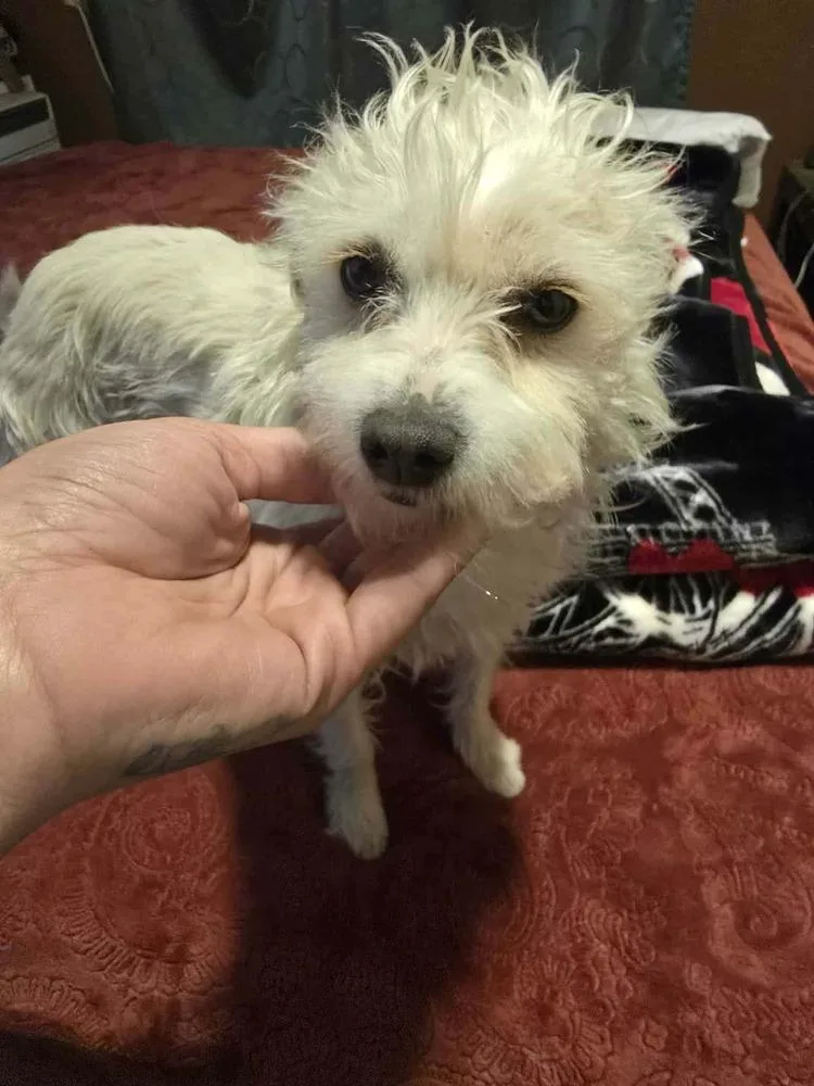 An adult small-sized female Mixed Breed dog named Tippy Tap for adoption in Waunakee, WI