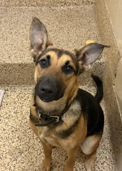 An adult large-sized female German Shepherd Dog dog named Janice for adoption in Aiken, SC