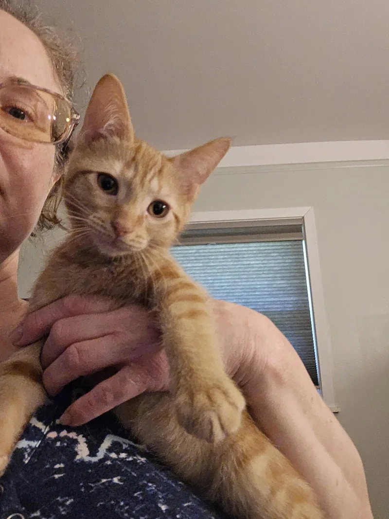 A baby medium-sized male Orange / Red Domestic Short Hair cat named Adrian for adoption in Walled Lake, MI