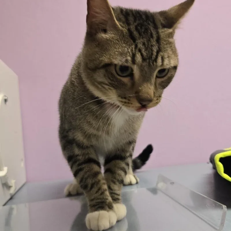 An adult large-sized male Domestic Short Hair cat named Michi for adoption in Cedar Rapids, IA