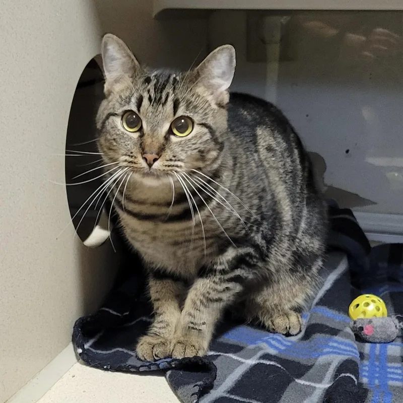 Spearmint thumbnail 2