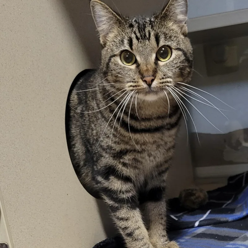 Spearmint thumbnail 3