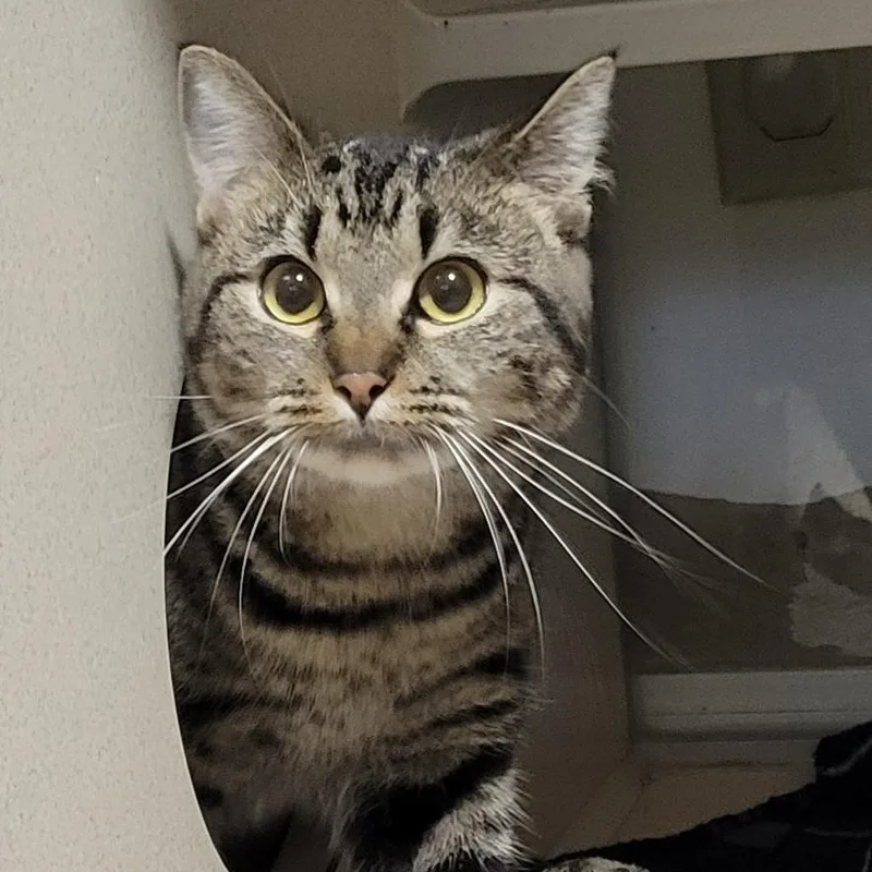 Spearmint thumbnail 4