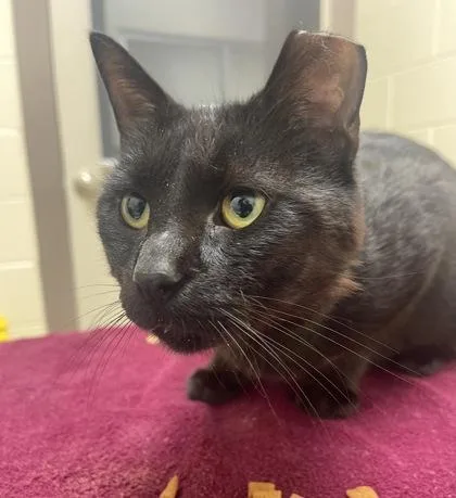 An adult medium-sized male Domestic Short Hair cat named Yowie for adoption in Westland, MI