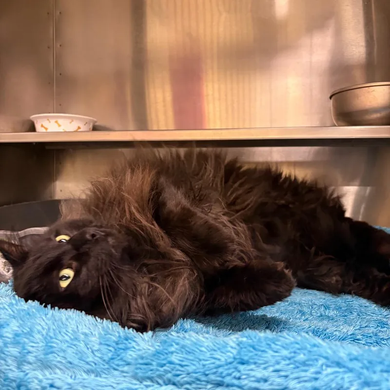 An adult extra large-sized male Black Domestic Long Hair cat named Wooly Mammoth for adoption in Springfield, IL