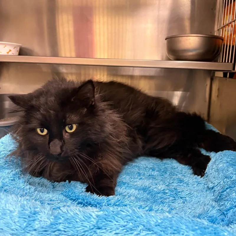 Wooly Mammoth thumbnail 2