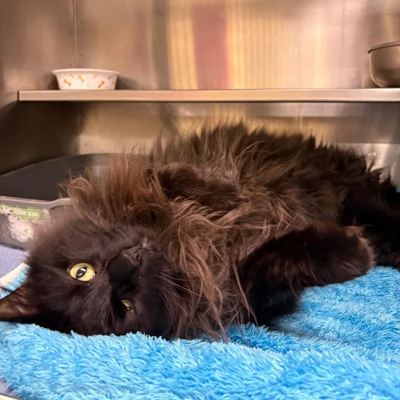 Wooly Mammoth thumbnail 3