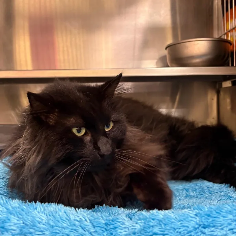 Wooly Mammoth thumbnail 4