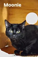 A young medium-sized male Domestic Short Hair cat named Moonie for adoption in Clayton, GA