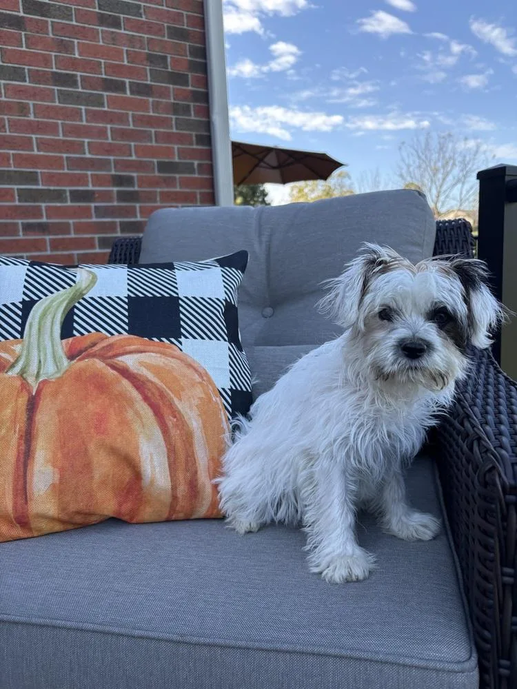 A baby small-sized male Tricolor (Brown, Black, & White) Yorkshire Terrier dog named Leave it to Beaver for adoption in Aurora, IN