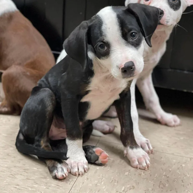 A baby medium-sized female Black Mixed Breed dog named Sonata for adoption in Salem, NH
