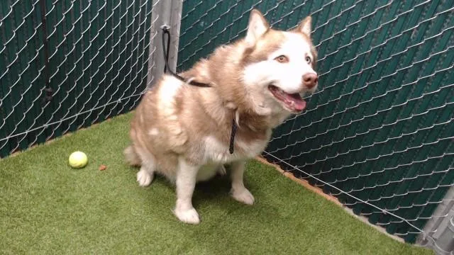 A young medium-sized male Siberian Husky dog named Tayzon for adoption in Downey, CA