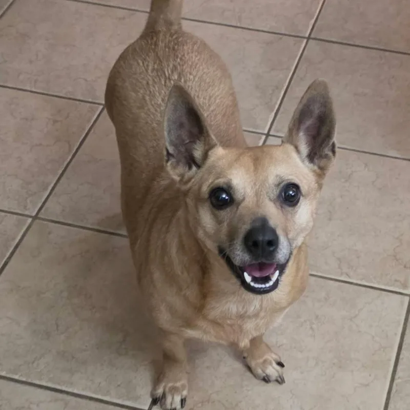 An adult medium-sized female Yellow / Tan / Blond / Fawn Corgi dog named Mia for adoption in Springfield, MO