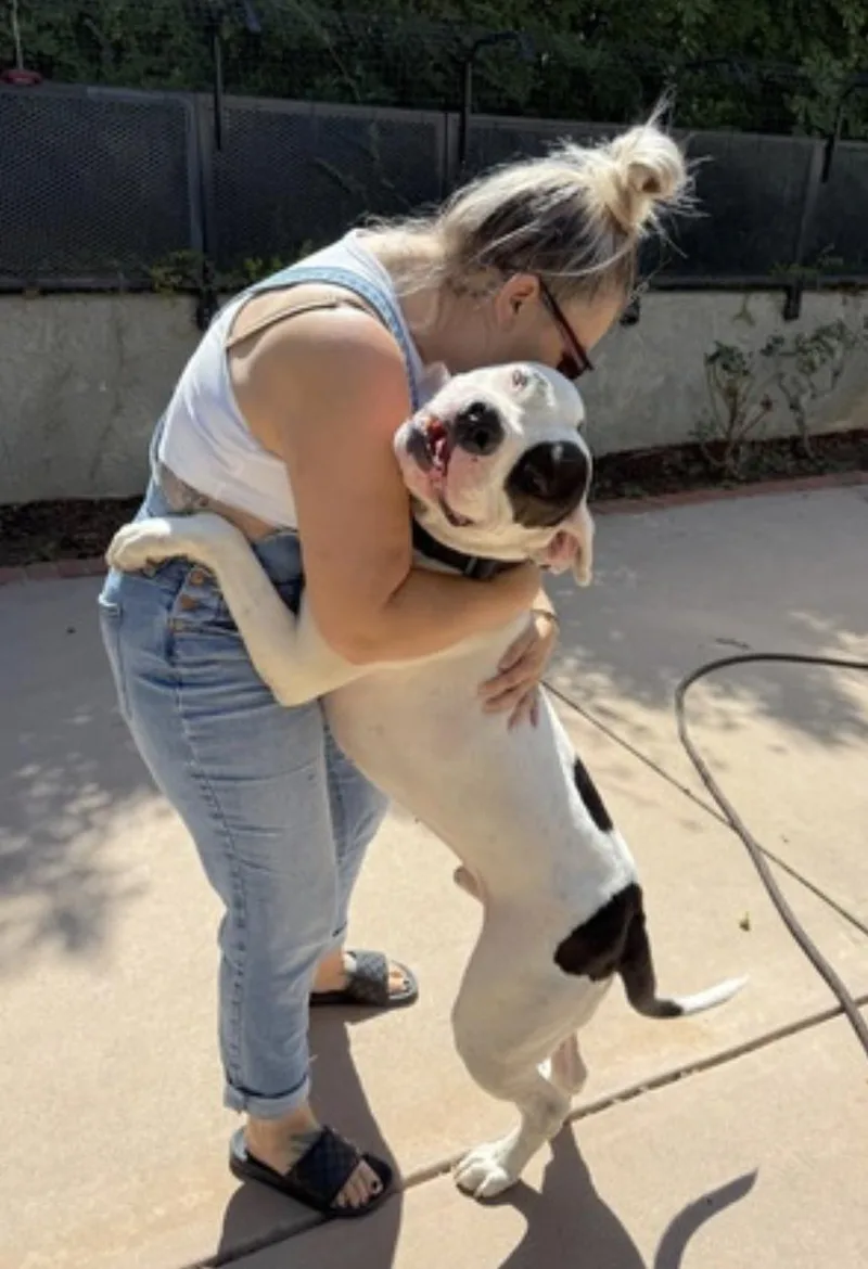 An adult large-sized male White / Cream Dogo Argentino dog named Boogie for adoption in Amherst, MA