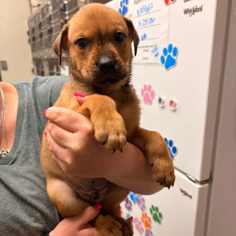 A baby small-sized male Yellow / Tan / Blond / Fawn Great Pyrenees dog named Boysenberry for adoption in Bryan, TX