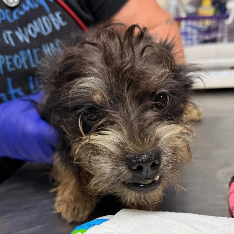 A baby small-sized female Yorkshire Terrier dog named Dumpling for adoption in Ewing, NJ