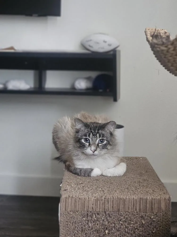 An adult medium-sized male Gray & White Siamese cat named Ziggy for adoption in Chicago, IL