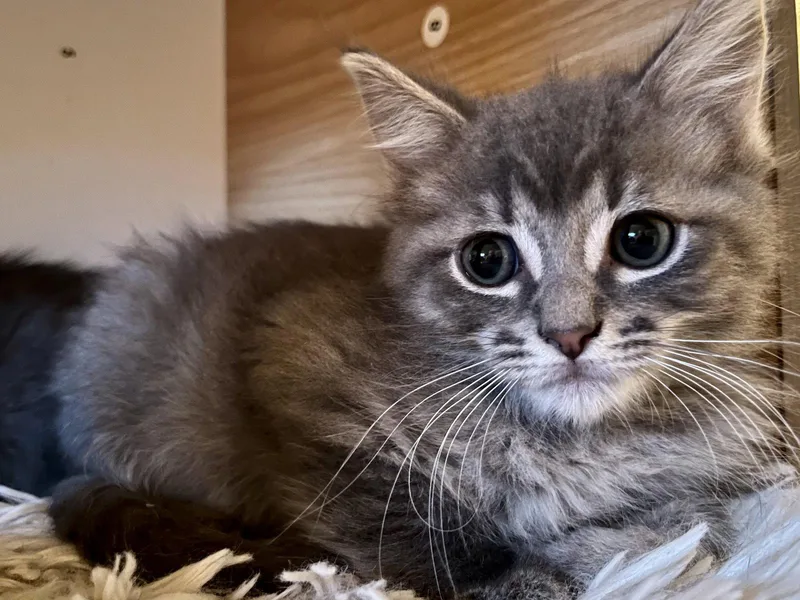 A baby small-sized male Domestic Medium Hair cat named Pickles for adoption in Walnut Creek, CA