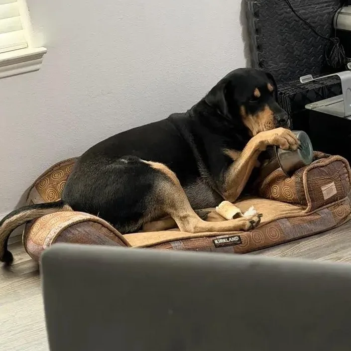 An adult large-sized male Black Rottweiler dog named Bear for adoption in Polk, OH
