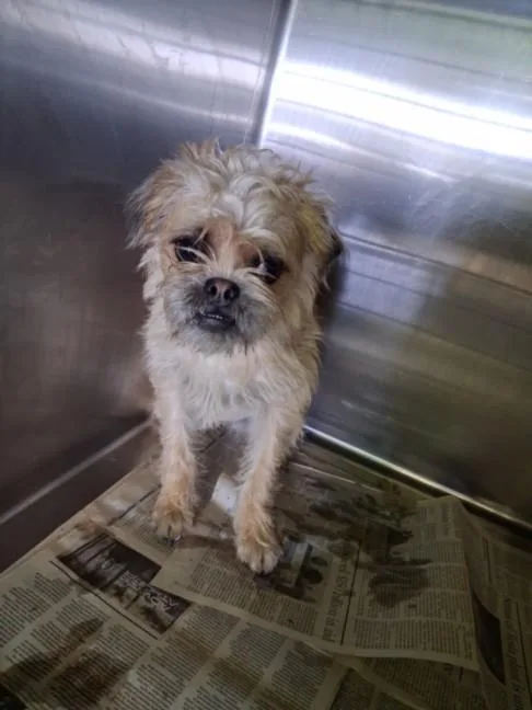 A young medium-sized female Shih Tzu dog named Hannah for adoption in Los Angeles, CA