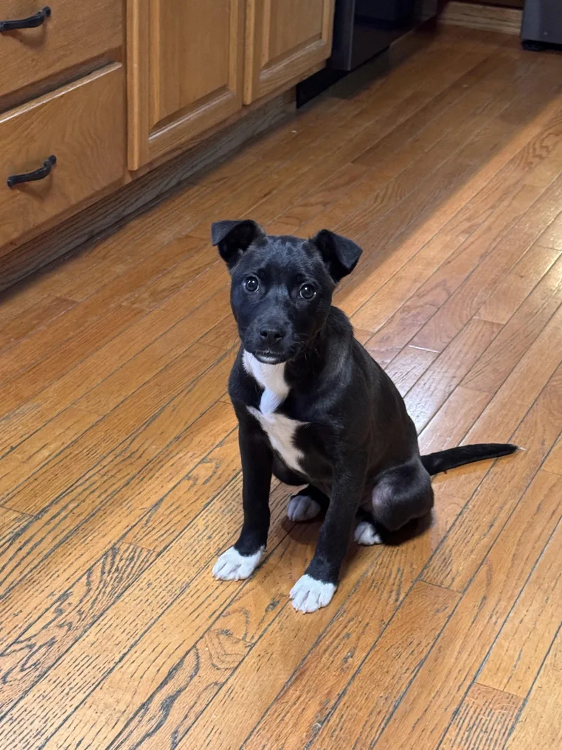 A baby medium-sized female Boxer dog named Hope for adoption in Anchorage, AK