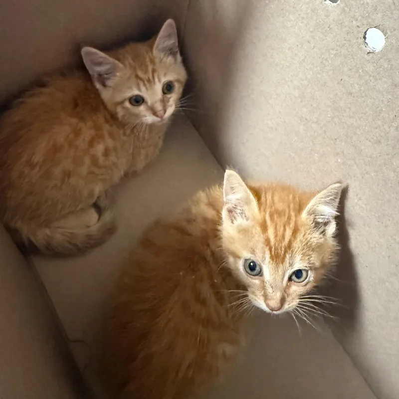 A baby small-sized male Orange / Red Domestic Short Hair cat named Jones for adoption in Tulsa, OK