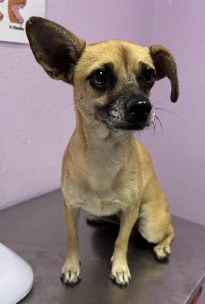An adult medium-sized female Yellow / Tan / Blond / Fawn Chihuahua dog named Knorr for adoption in El Paso, TX