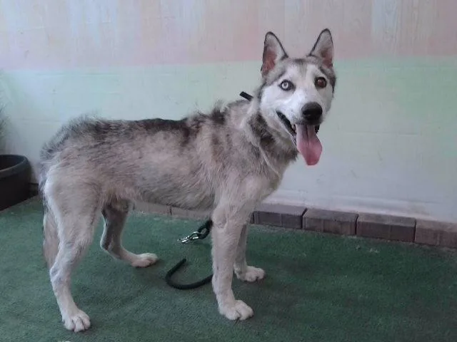 An adult medium-sized male Siberian Husky dog named Blue for adoption in Baldwin Park, CA