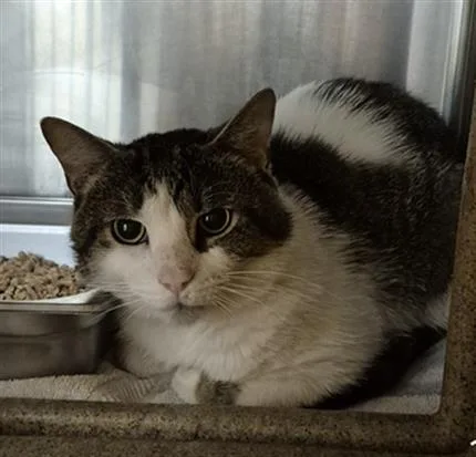 An adult medium-sized male Domestic Short Hair cat named Reno for adoption in Hagerstown, MD