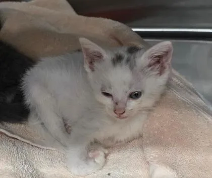 A baby small-sized unknown Domestic Short Hair cat named Cloud for adoption in Clinton, MO