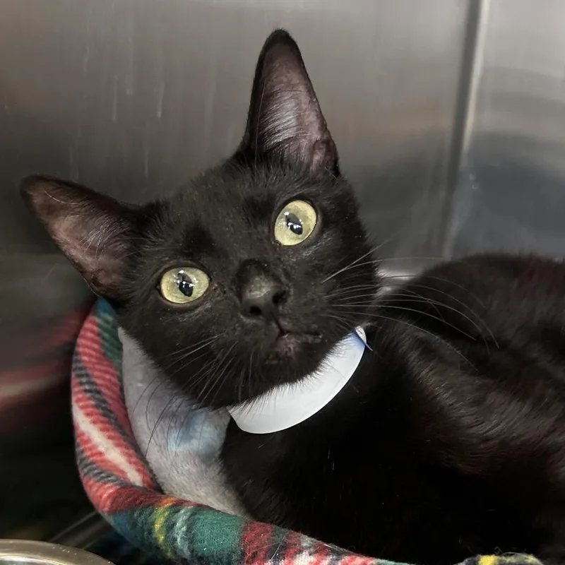 A baby medium-sized female Black Domestic Short Hair cat named Furiosa for adoption in Lakeland, FL