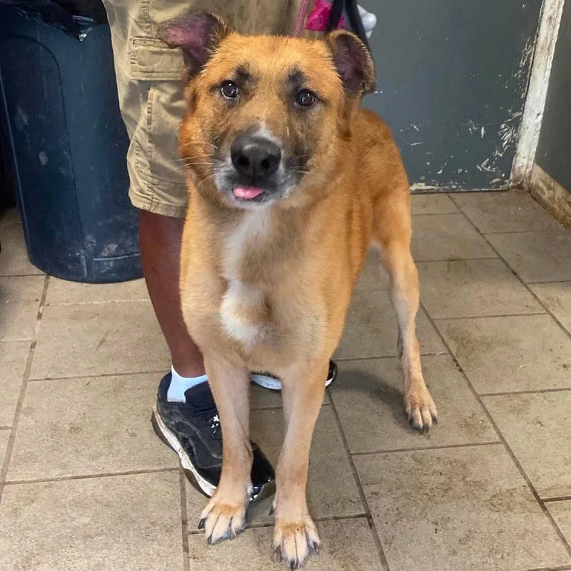 An adult small-sized male Black Mixed Breed dog named Gunther  SH for adoption in Huntington, WV