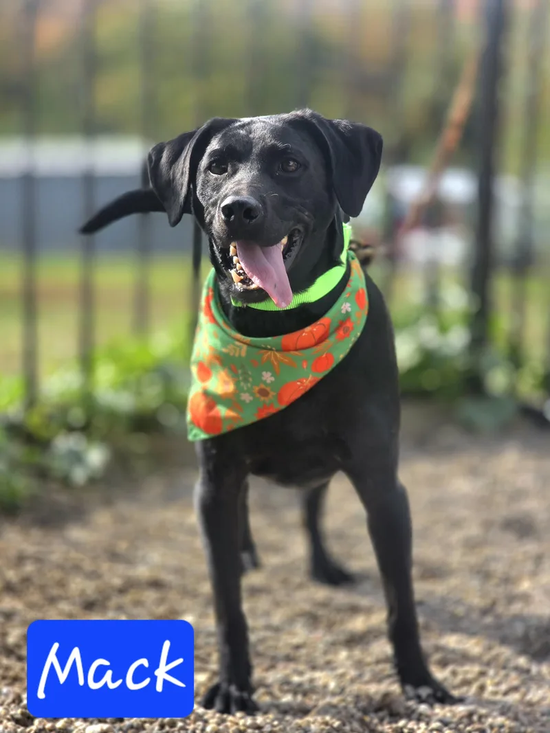 An adult medium-sized male Black Labrador Retriever dog named Mack for adoption in Walthill, NE