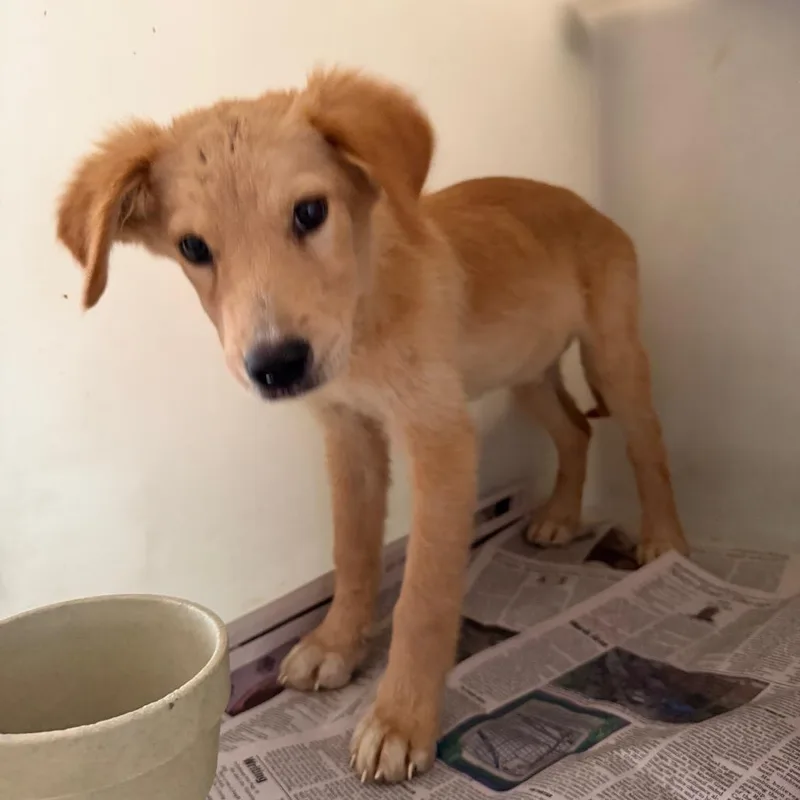 A young small-sized male Yellow / Tan / Blond / Fawn Mixed Breed dog named Springer for adoption in Pine Bluff, AR