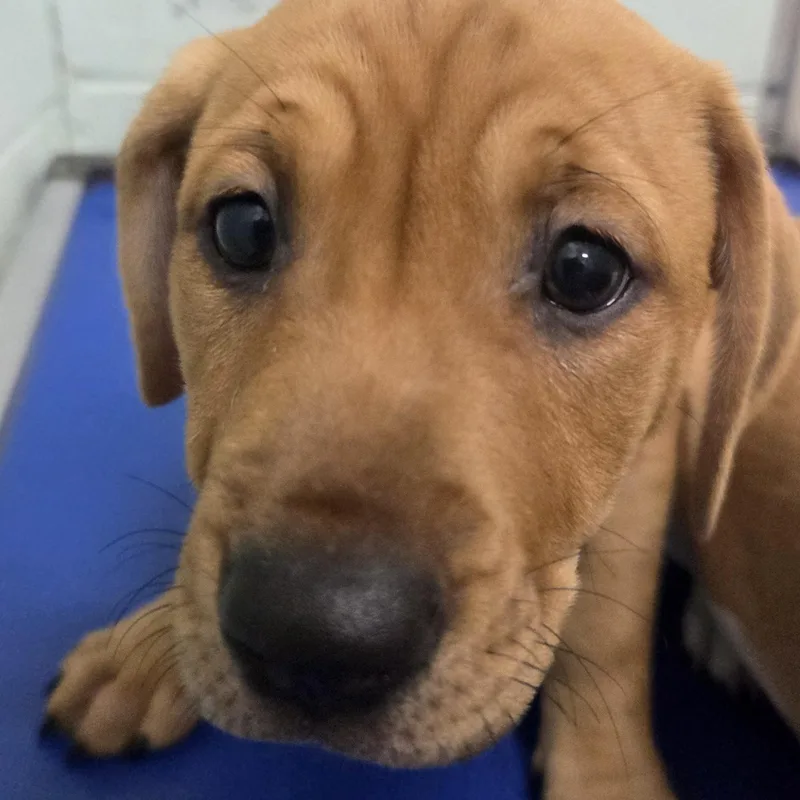 A baby large-sized female Golden Treeing Walker Coonhound dog named Coco for adoption in Sumter, SC