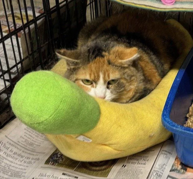 An adult medium-sized female Calico cat named Missy May for adoption in Apollo, PA