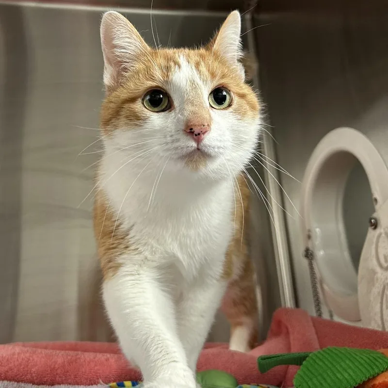 An adult medium-sized female Orange / Red Domestic Short Hair cat named Ginger for adoption in Washington Township, OH