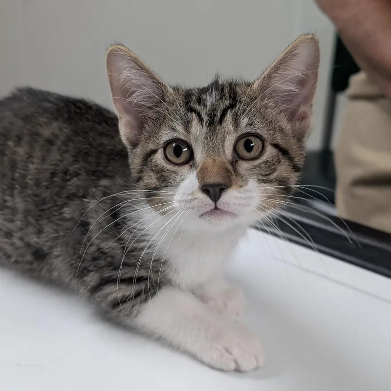 A baby small-sized female Brown / Chocolate Domestic Short Hair cat named Mel for adoption in Canton, IL