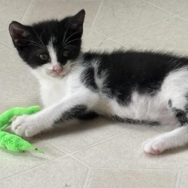 A baby small-sized male Black Domestic Short Hair cat named Emmett for adoption in York, PA
