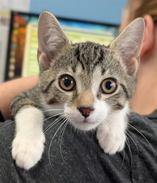 A baby medium-sized male Domestic Short Hair cat named Vinny for adoption in Canfield, OH